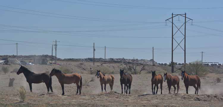 mustangs
